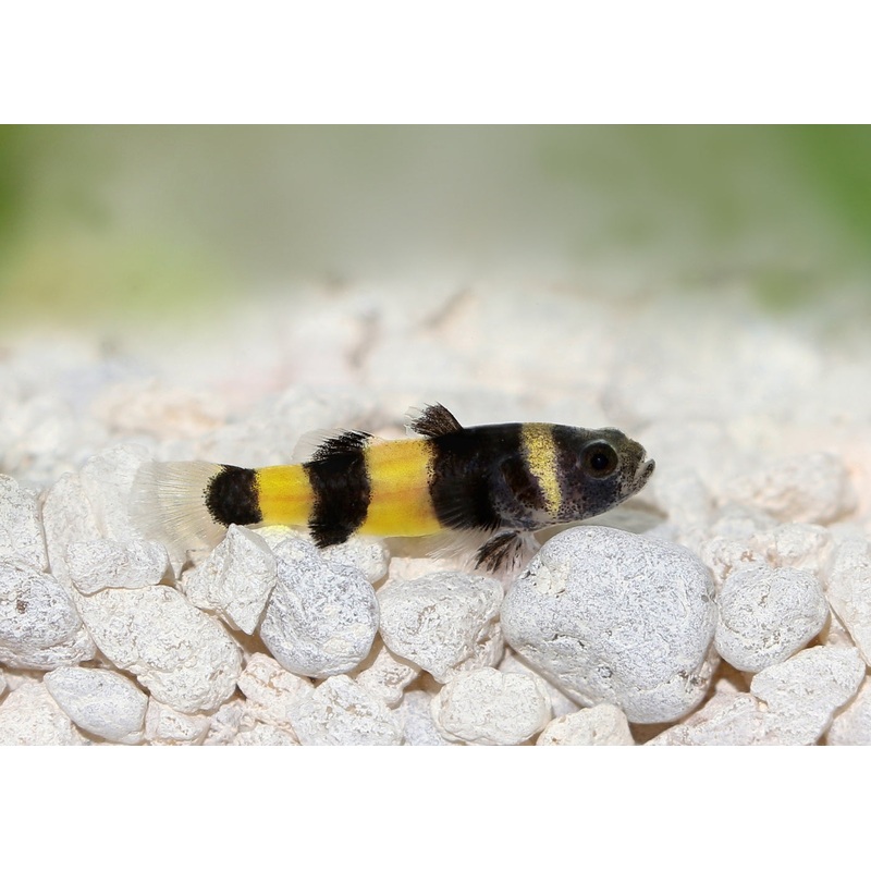 Goby – Dwarf Freshwater Bumble Bee 1-3cm