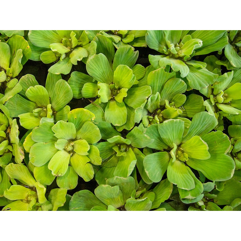 Water Lettuce (Pistia stratiotes), Regular and Jumbo 1 Regular Plant