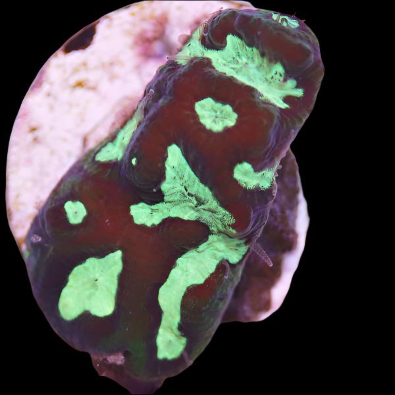 Biota Mardi Gras Platygyra frag