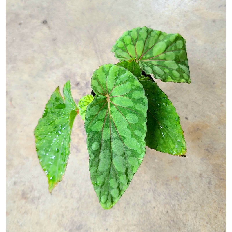 Begonia U038 (formerly chlorosticta “Green Form”) 2-3 leaf cutting