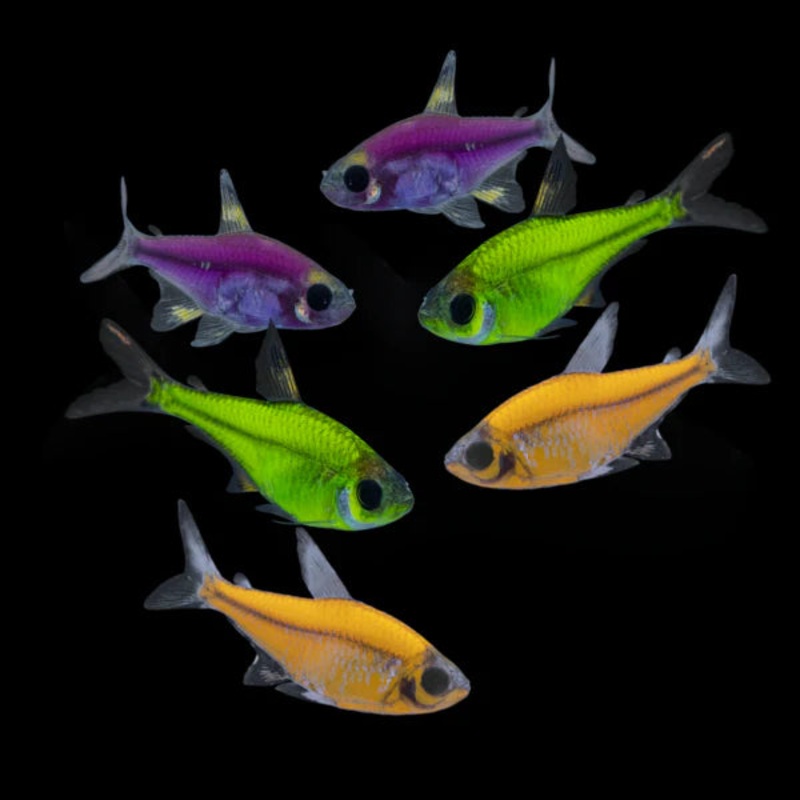 GloFish – Pristella Galactic Purple
