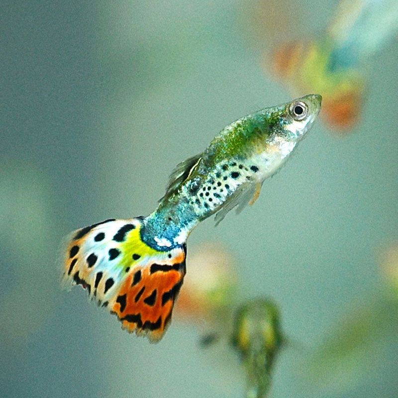 Leopard Tail Guppy | Poecilia Reticulatus Imported Male