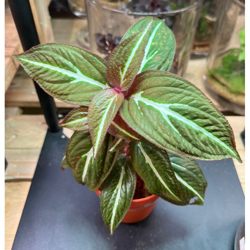 Melastomataceae sp #2