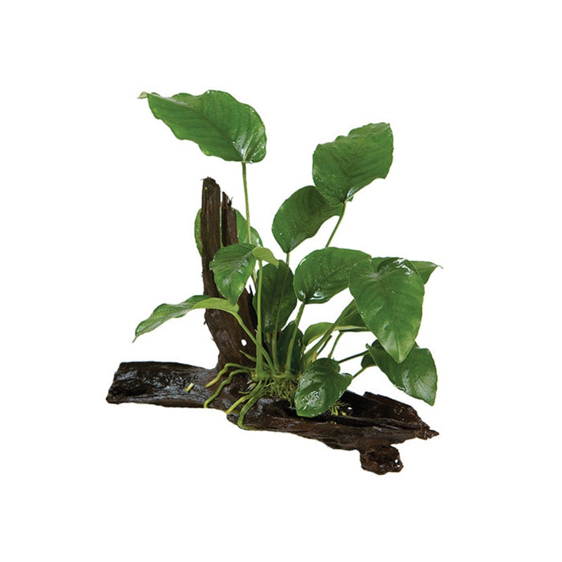 Anubias Barteri OT Driftwood Creation Large