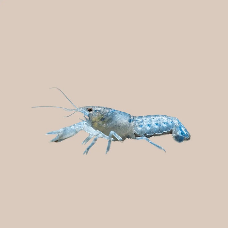 Blue Claw Yabbies