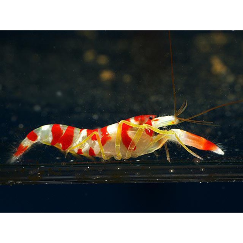 Candy Cane Pistol Shrimp