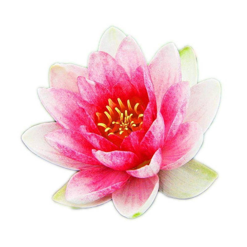 Nymphaea Attraction | Pink Hardy Water Lily Young Sprouted Tuber