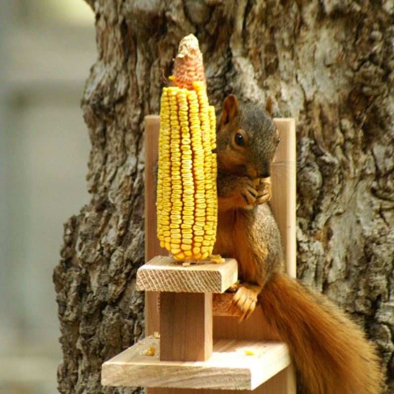 Squirrel Chair Feeder