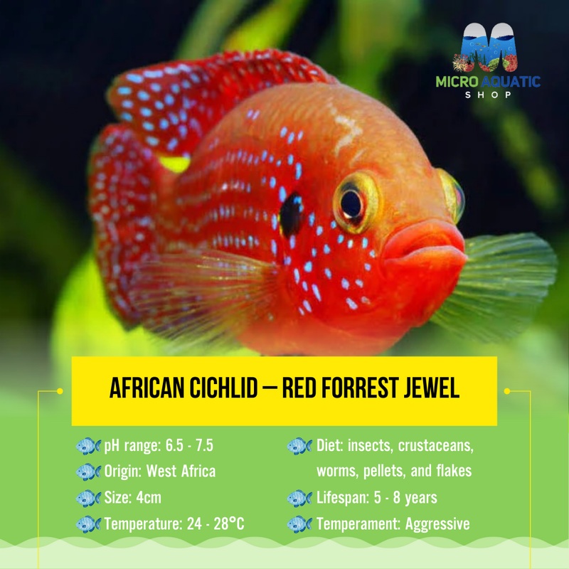 African Cichlid  Red Forrest Jewel 4cm 1 cichlid 4cm