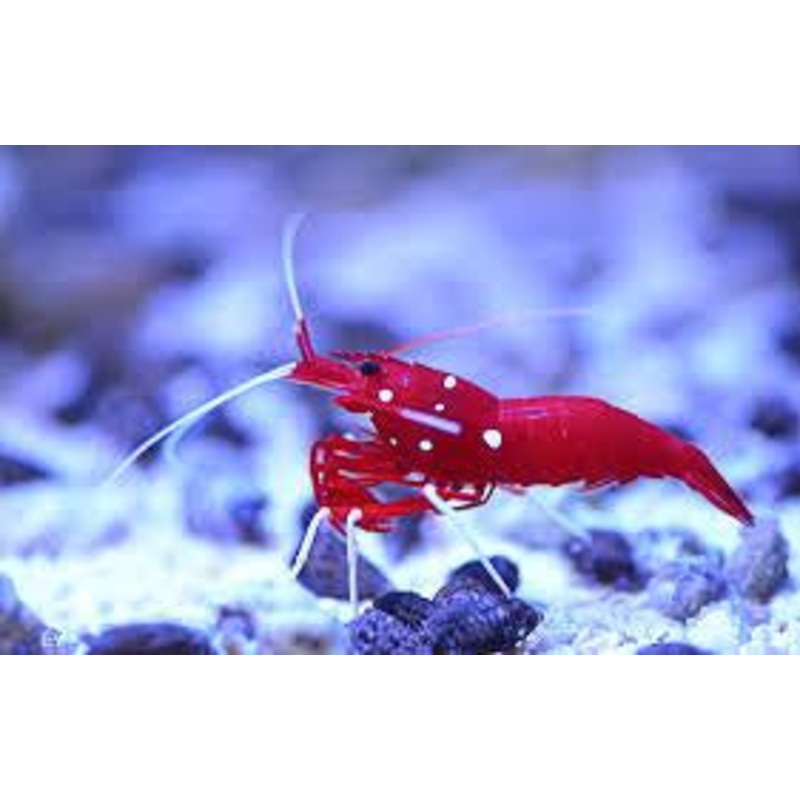 Blood Red Fire Shrimp