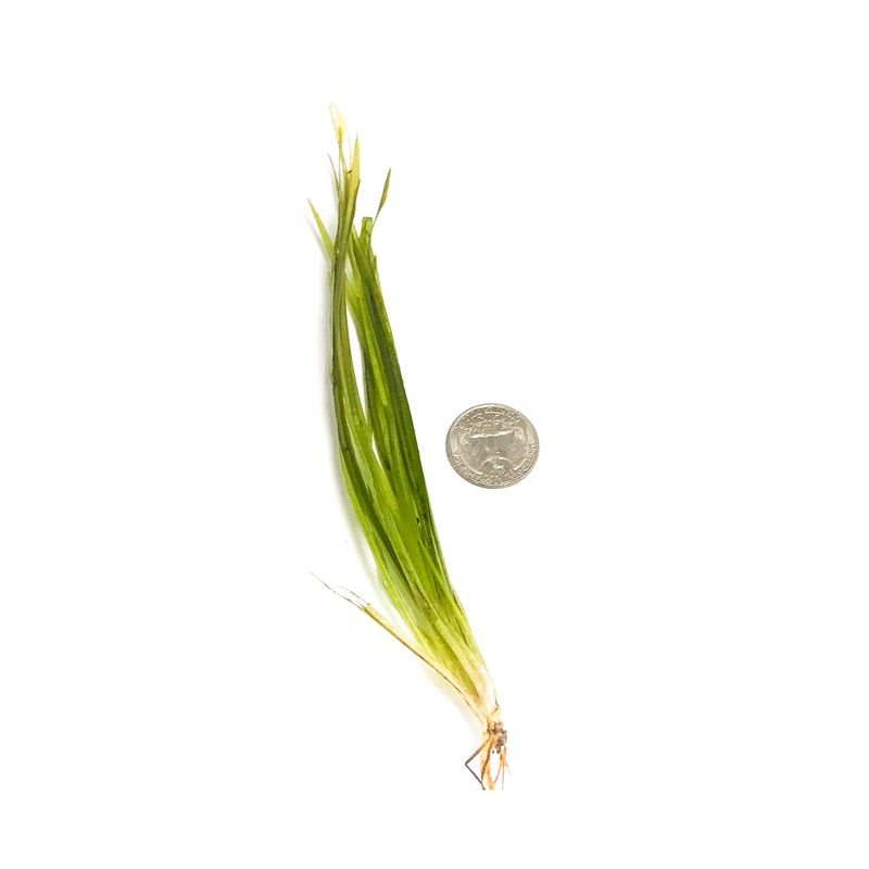 Blyxa ‘Red’ Single Plant