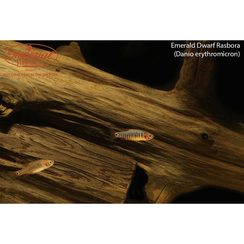 Emerald Dwarf Rasbora (3 Pack) 0.5-1″ Unsexed