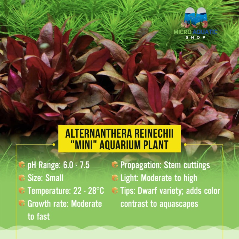 Flash Sale Alternanthera Reinechii “mini” -Front  & Mid Ground 5  stems 5cm ( emersed )