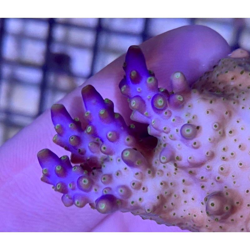Frag – TriColor Acropora