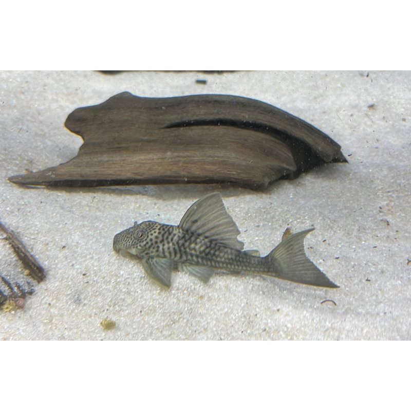 L141 Ghost Pleco 4-5″ Unsexed