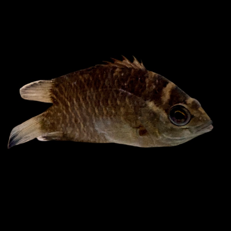 Misc – Malabar Leaf Fish Med