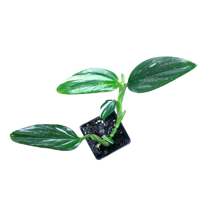 Monstera standleyana “Albo Variegata” 2-3 leaf cutting