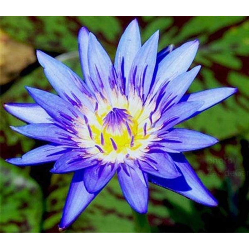Nymphaea Tropical Blue Tropical / Sprouted Tuber
