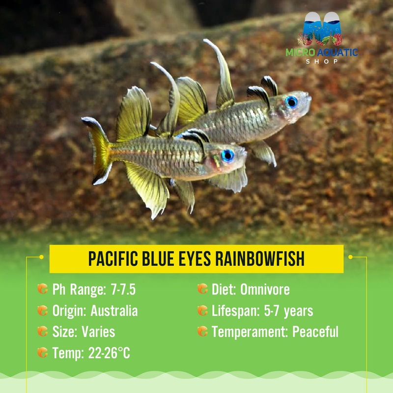 Pacific Blue Eyes 2.5cm 1 fish 2.5cm