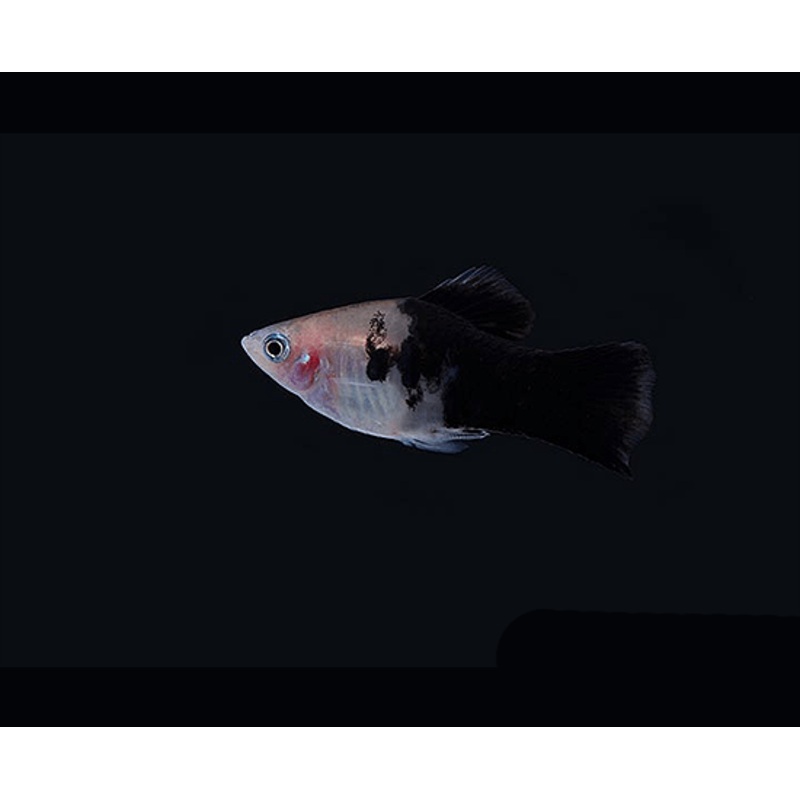 Panda Platy 1″ Unsexed