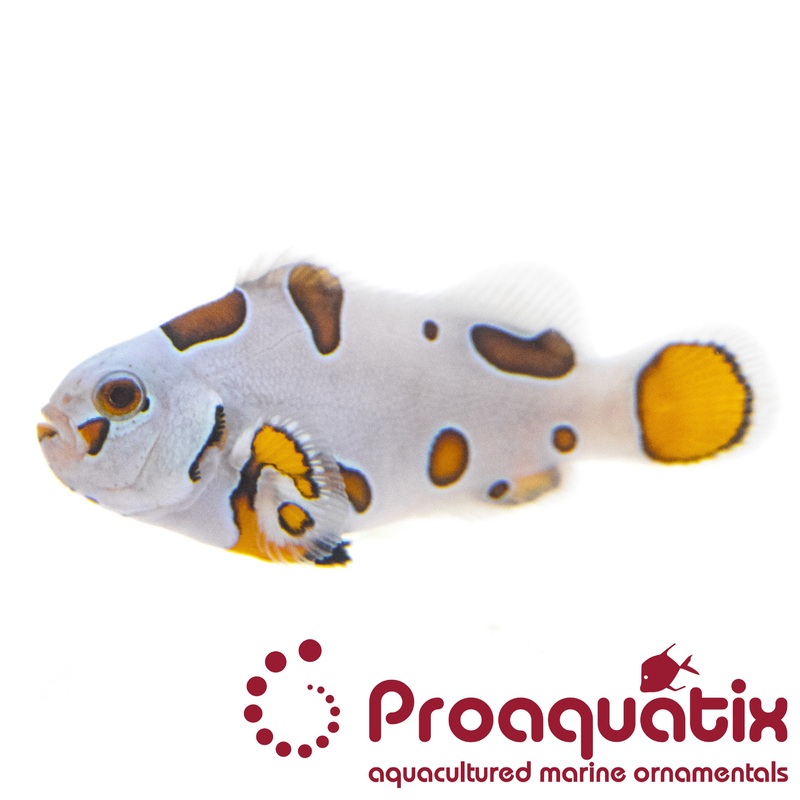 Super Storm Clownfish Proaquatix (Friday Delivery)