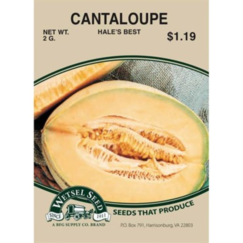 Wetsel Seed Muskmelon / Cantaloupe – Hales Best Jumbo