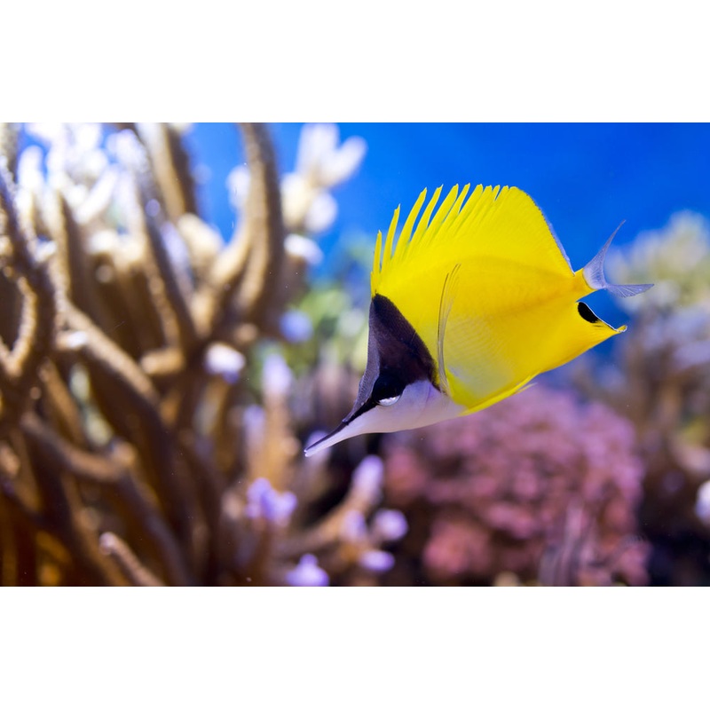 Yellow Longnose Butterflyfish