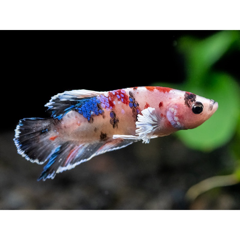 Assorted Multicolor Dumbo Plakat Betta (Betta splendens) – Tank-Bred! 1 MALE