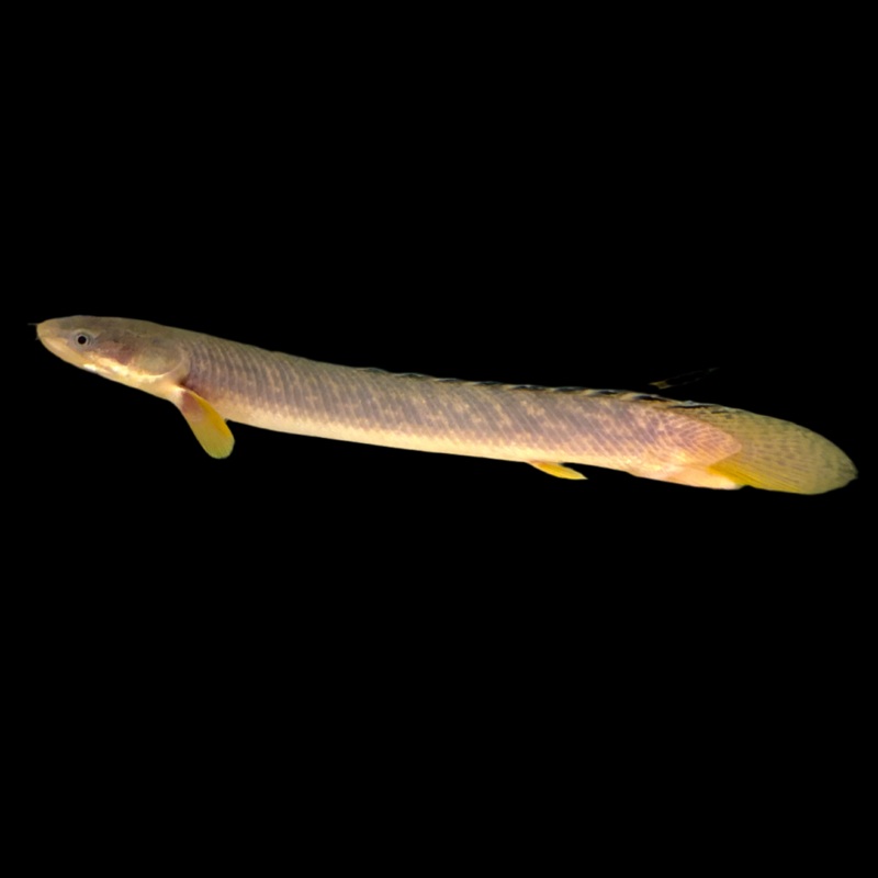 Misc – Bichir Gold Dust Lg 8-12in