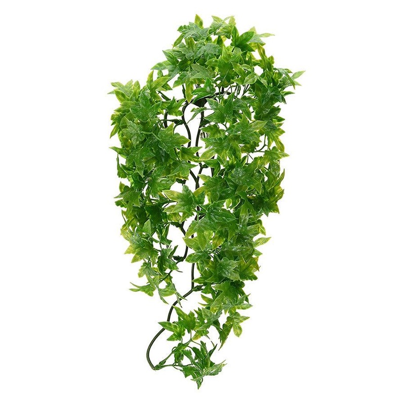 Zoo Med Congo Ivy Small