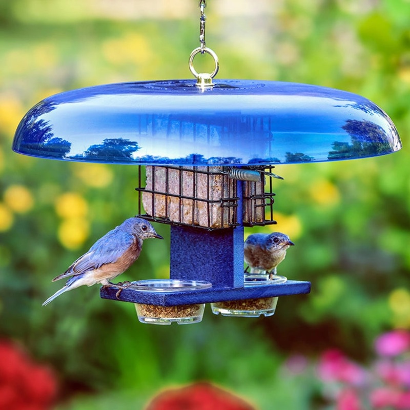 Duncraft Bluebird Suet & Dish Feeder