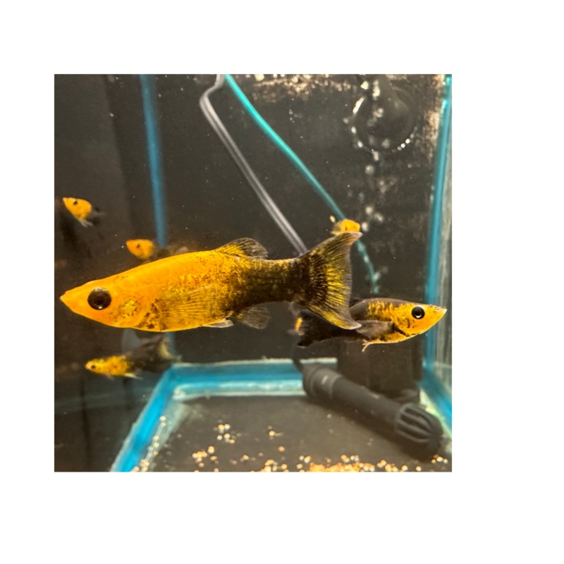 Gold Dust Lyretail Molly