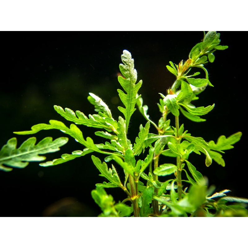 Miramar Weed (Hygrophila pinnatifida), bunch 1 Bunch