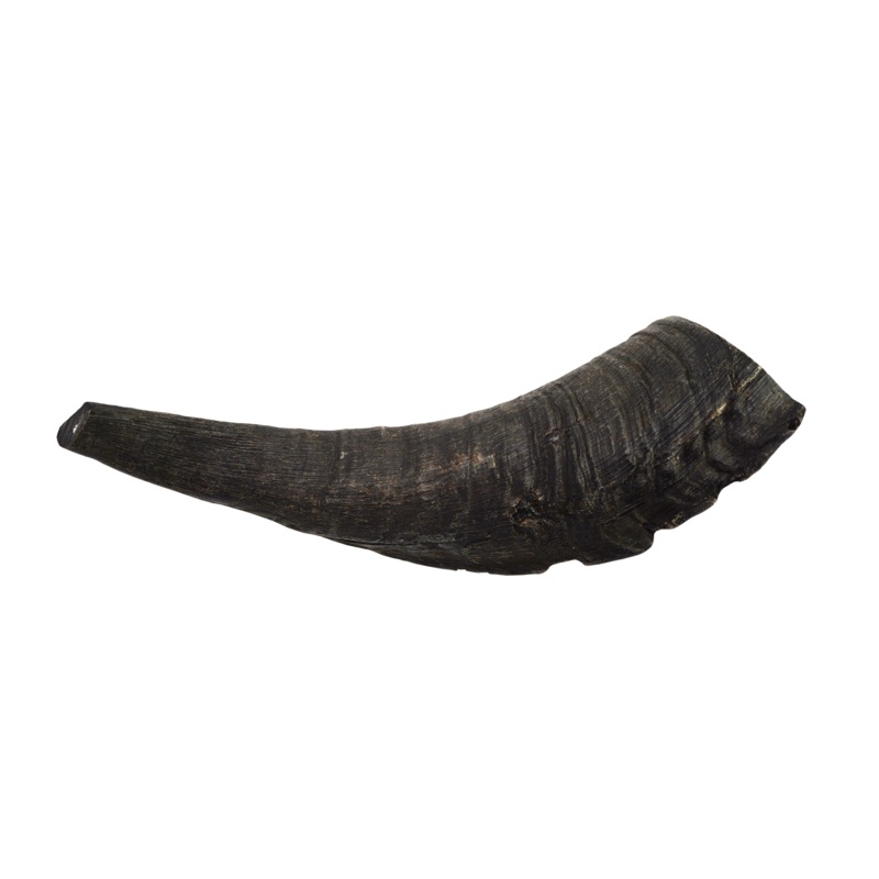 Goat Horn (Medium) Medium