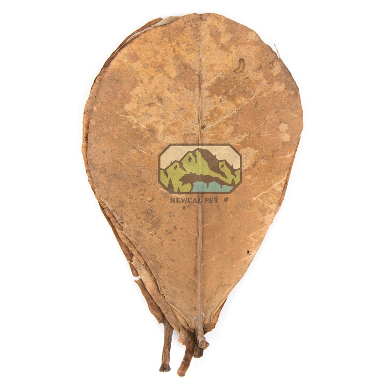 NewCal Almond Leaves 12″ AAA 10pk