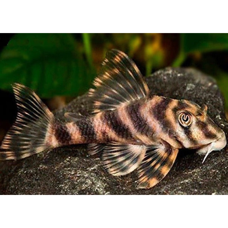 Peckoltia Vittata L015 (Candy Stripe Pleco) 3-4cm