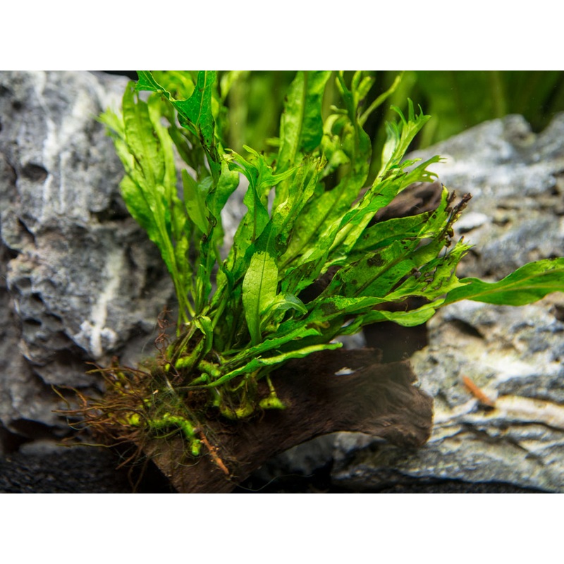 Windelov AKA Lacy Java Fern (Microsorum pteropus “Windelov”) on Driftwood, Handmade by Aquatic Arts 1 Plant on Driftwood