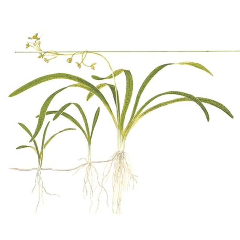 1-2-Grow! Sagittaria subulata