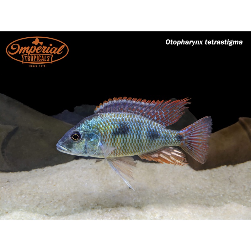 Otopharynx tetrastigma 1-2 Unsexed