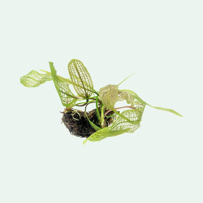 Aponogeton Madagascariensis