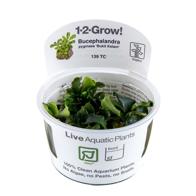 Bucephalandra Pygmaea ‘Bukit Kelam’ – Tropica 1-2 Grow Tropica 1-2 Grow