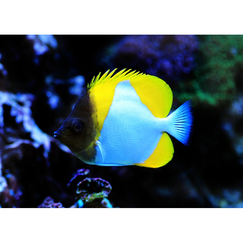 Butterfly – Pyramid 6-12cm