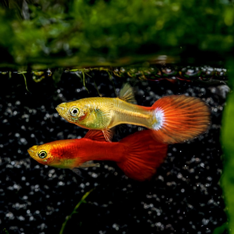 Dwarf Red Flamingo Guppy Imported Male