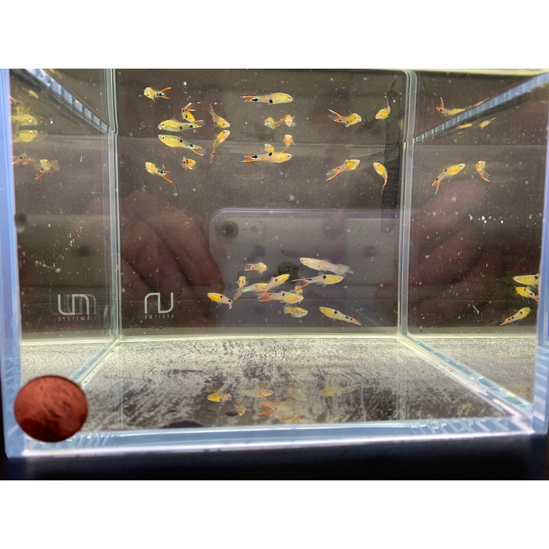 El Dorado Endler pairs