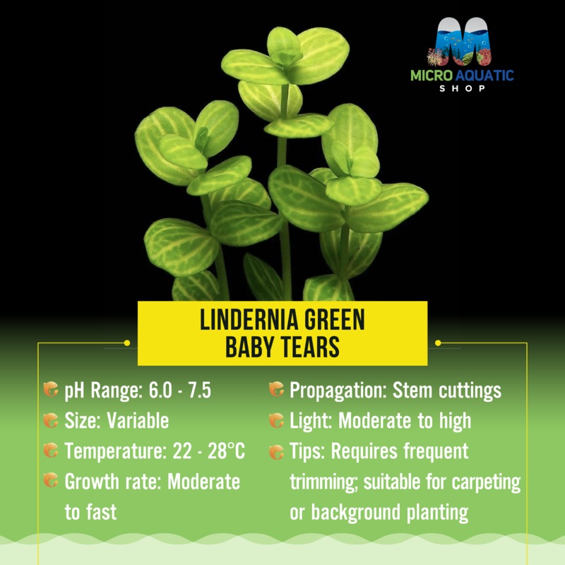 Lindernia green – Baby Tears 1 portion 10 stems )