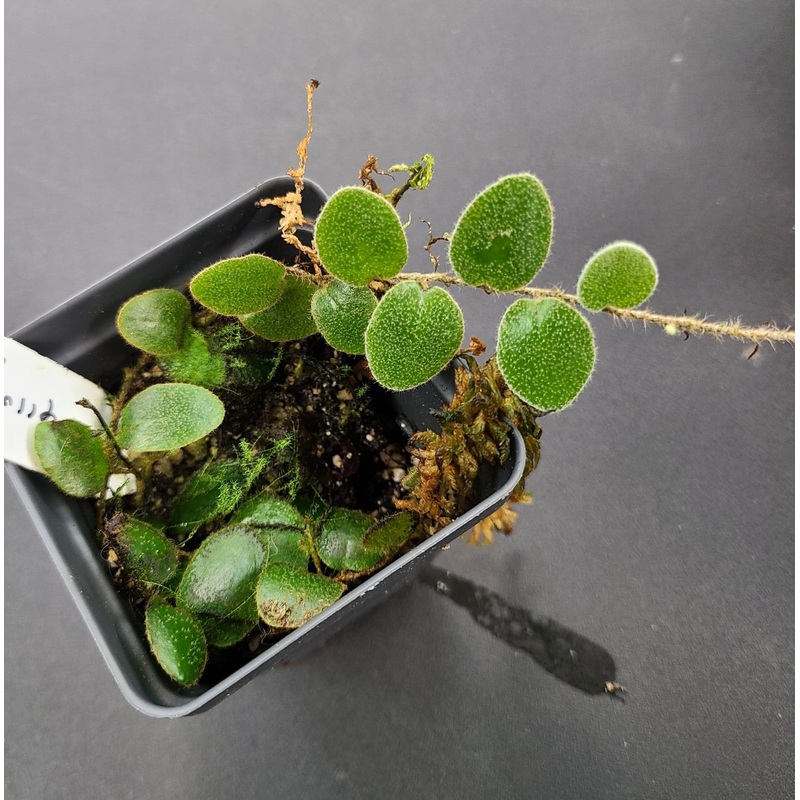 Pyrrosia nummularifolia 6-10 leaf cutting