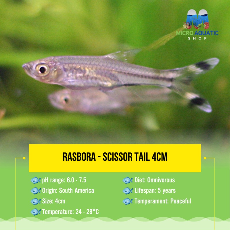 Rasbora – Scissor tail 4cm 1 pc