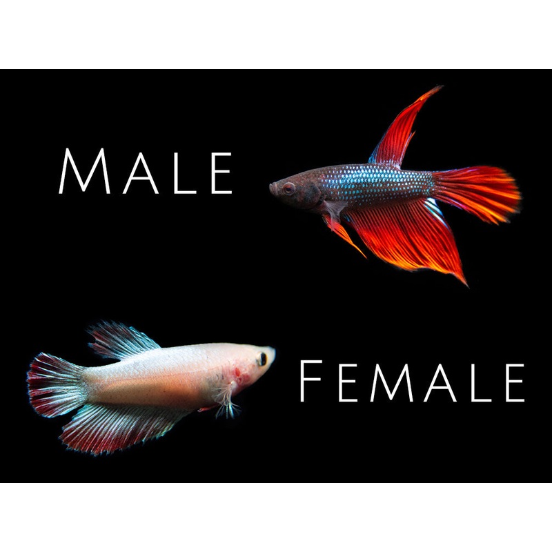 Assorted DELUXE Halfmoon Betta (Betta splendens) – Tank-Bred! 1 MALE