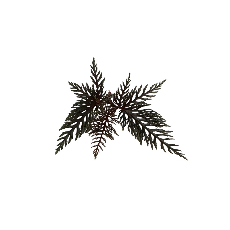 Begonia bipinnatifida 2-3 leaf cutting