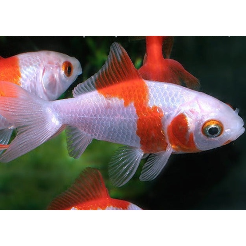 Hoe Kim Goldfish 4-5cm
